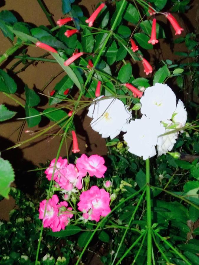 Ella Tea Land View Apartment ภายนอก รูปภาพ