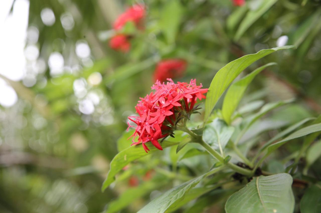 Ella Tea Land View Apartment ภายนอก รูปภาพ